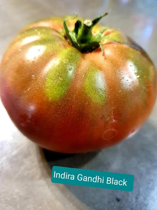 Indira Gandhi Black