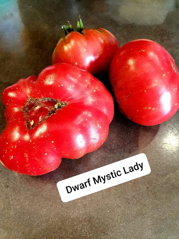Dwarf Mystic Lady