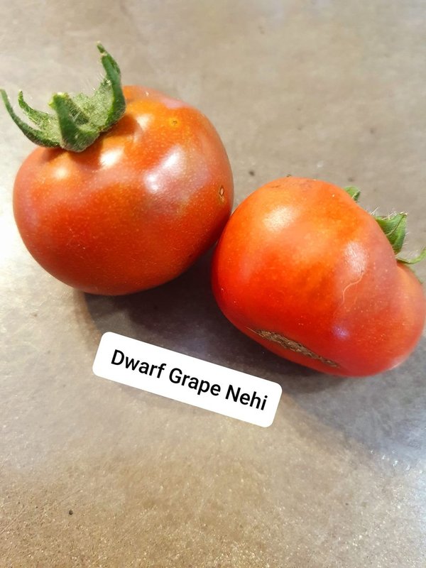 Dwarf Grape Nehi