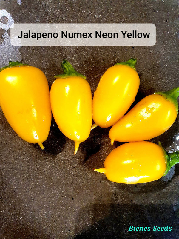 Jalapeno Numex Neon Yellow (2020)