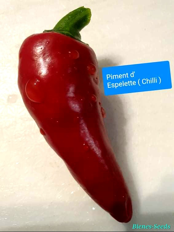 Chili Piment d´Espelette (2020)