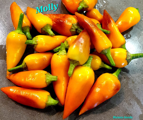 Chili Molly (2020)