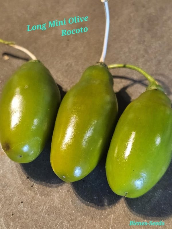 Long Mini Olive Rocoto